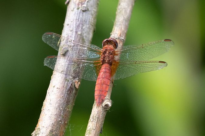 szafranka czerwona  - Katarzyna Matusik