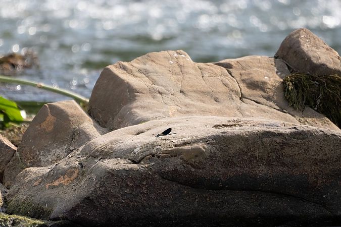 świtezianka błyszcząca  - Katarzyna Matusik