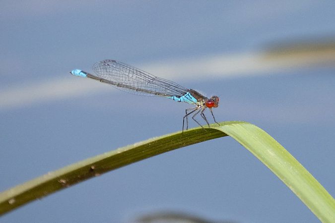 oczobarwnica mniejsza  - Katarzyna Matusik
