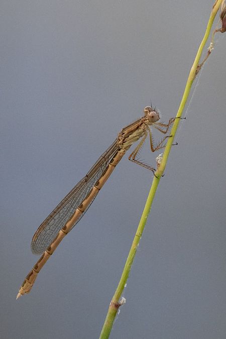 straszka pospolita  - Katarzyna Matusik