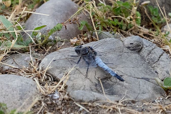 Großer Blaupfeil  - Katarzyna Matusik