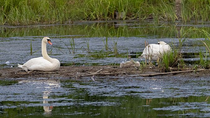 Höckerschwan  - Katarzyna Matusik