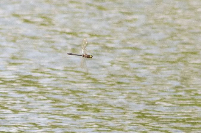 szklarka zielona  - Katarzyna Matusik
