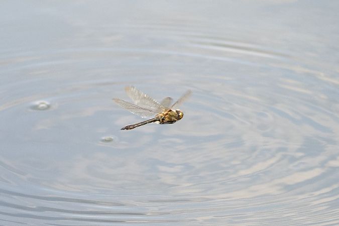 szklarka zielona  - Katarzyna Matusik