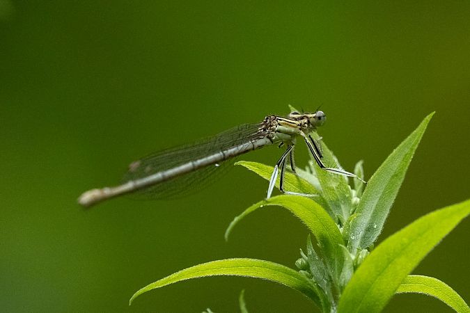 pióronóg zwykły  - Katarzyna Matusik