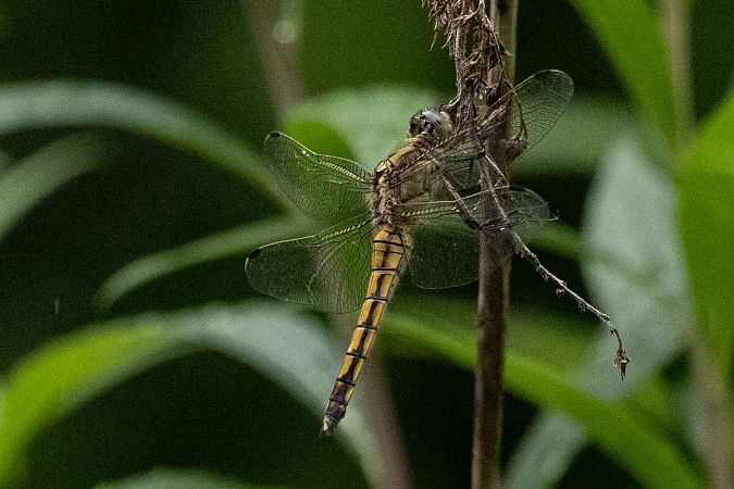 lecicha pospolita  - Katarzyna Matusik