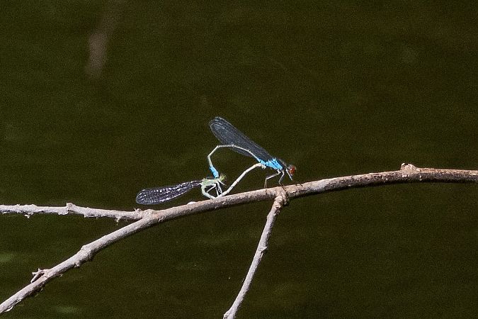 Naïade au corps vert  - Katarzyna Matusik