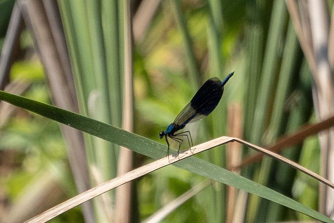 Gebänderte Prachtlibelle  - Katarzyna Matusik