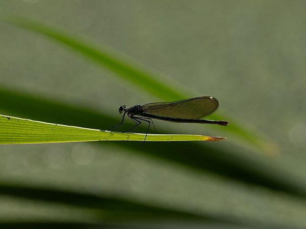 Caloptéryx éclatant  - Katarzyna Matusik