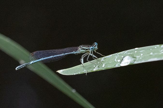 pióronóg zwykły  - Katarzyna Matusik