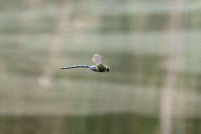 husarz władca  - Katarzyna Matusik