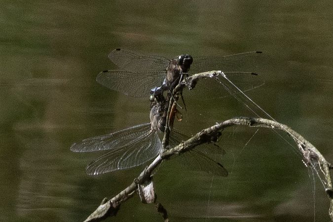 lecicha pospolita  - Katarzyna Matusik