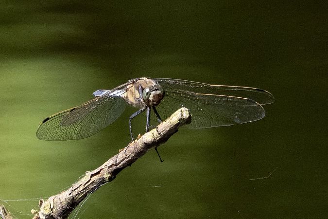 Orthétrum réticulé  - Katarzyna Matusik
