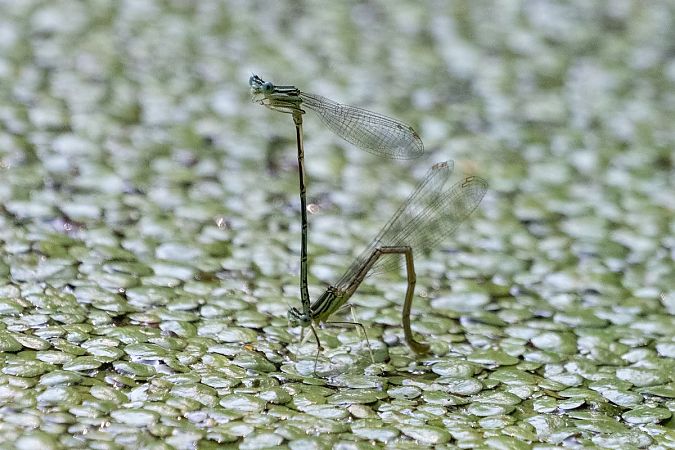 pióronóg zwykły  - Katarzyna Matusik