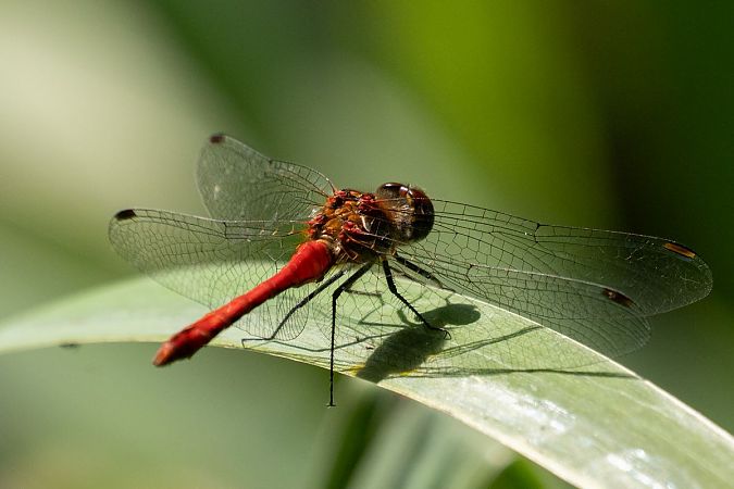 Sympétrum sanguin  - Katarzyna Matusik