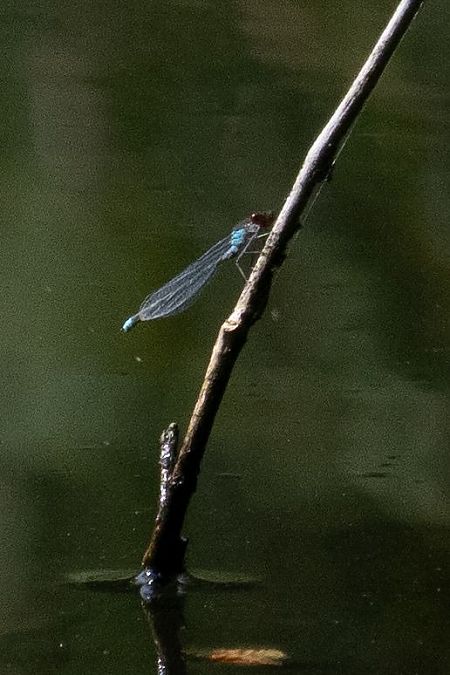 oczobarwnica większa  - Katarzyna Matusik