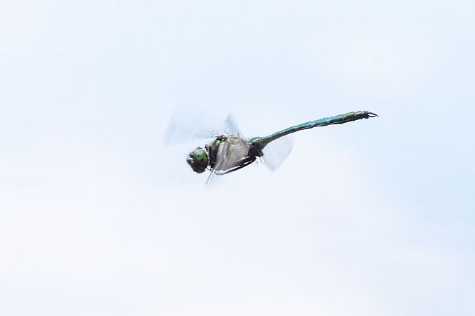 miedziopierś metaliczna  - Katarzyna Matusik