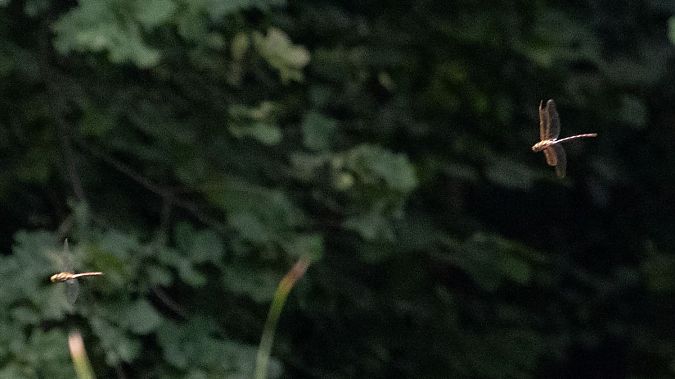 Braune Mosaikjungfer  - Katarzyna Matusik