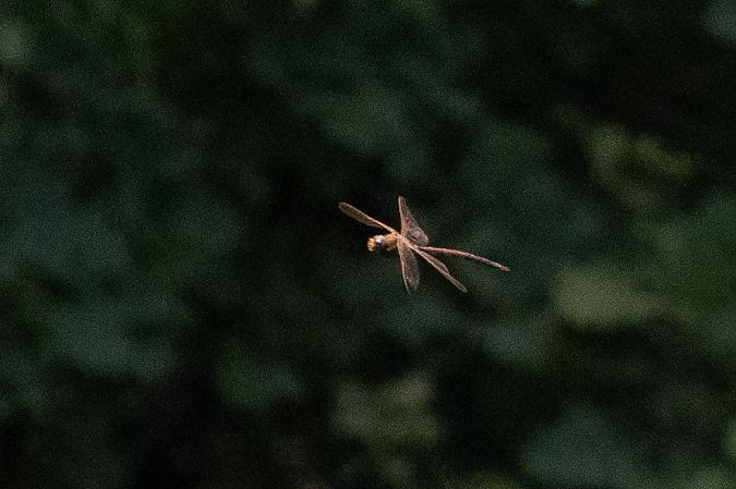 Aeschne grande  - Katarzyna Matusik