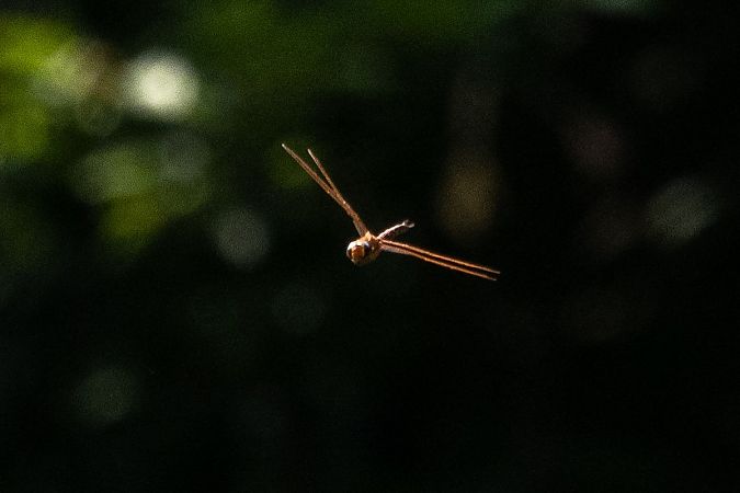 żagnica wielka  - Katarzyna Matusik