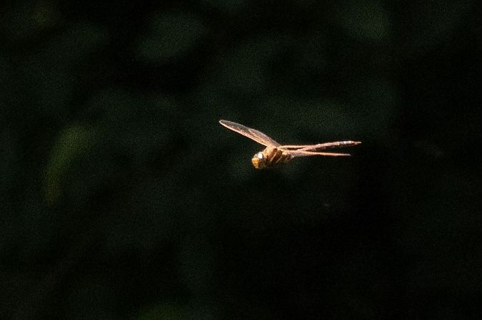 Aeschne grande  - Katarzyna Matusik