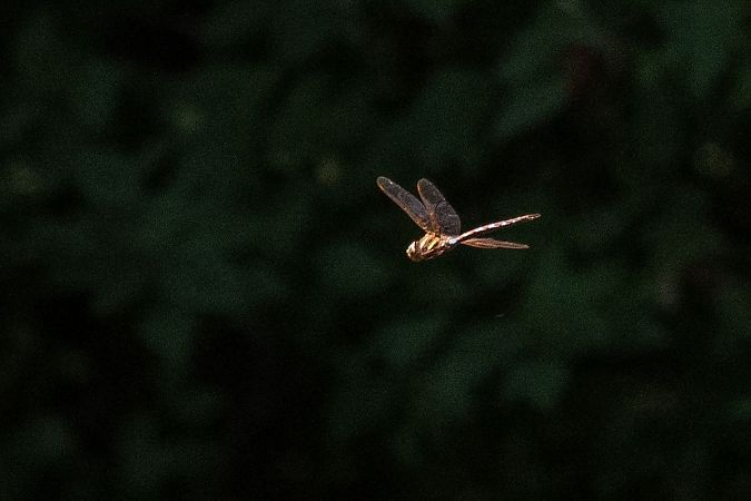 Aeschne grande  - Katarzyna Matusik