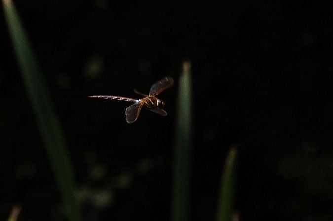 Brown Hawker  - Katarzyna Matusik