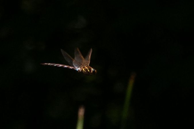 Aeschne grande  - Katarzyna Matusik