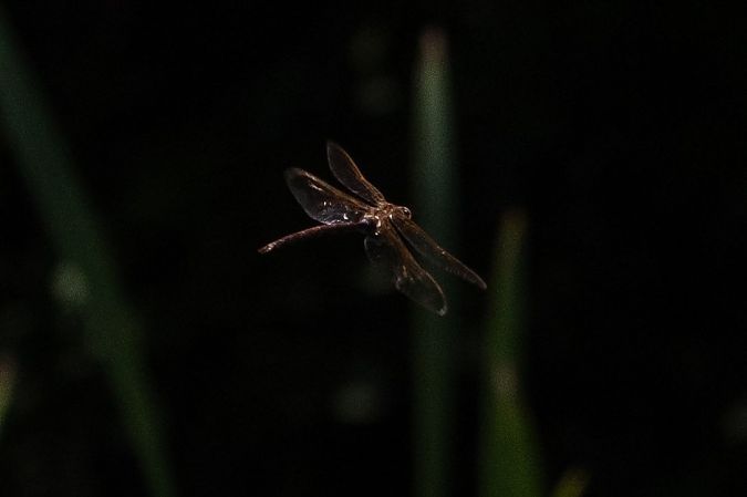 Aeschne grande  - Katarzyna Matusik