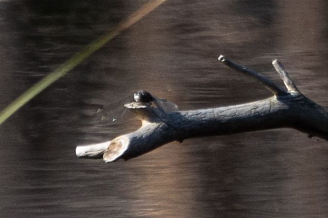 Leucorrhine à gros thorax  - Katarzyna Matusik