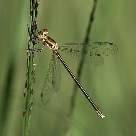 pałątka mała  - Katarzyna Matusik