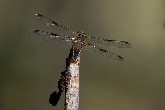 ważka czteroplama  - Katarzyna Matusik