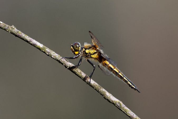 Libellule à quatre taches  - Katarzyna Matusik