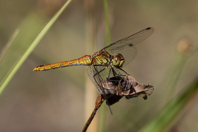 szablak krwisty  - Katarzyna Matusik