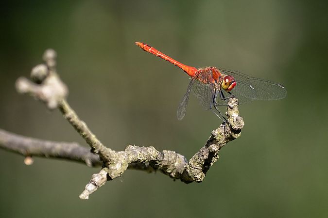 szablak krwisty  - Katarzyna Matusik