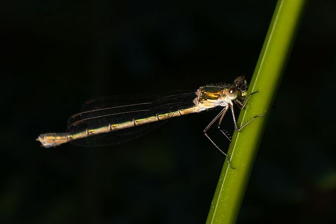 pałątka pospolita  - Katarzyna Matusik