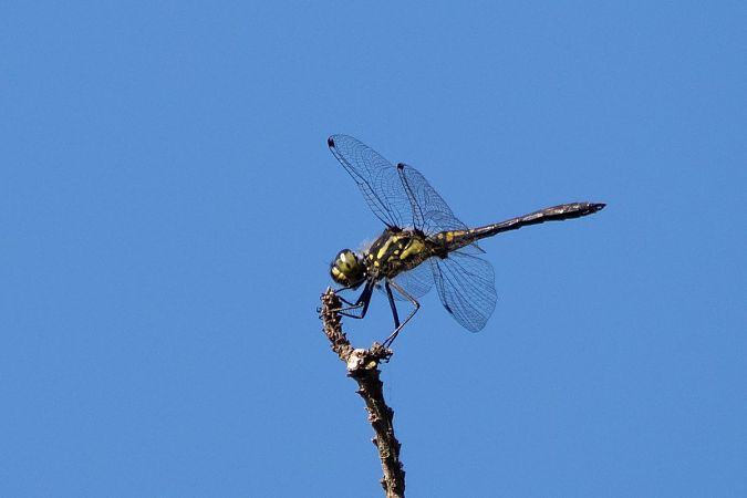 Schwarze Heidelibelle  - Katarzyna Matusik