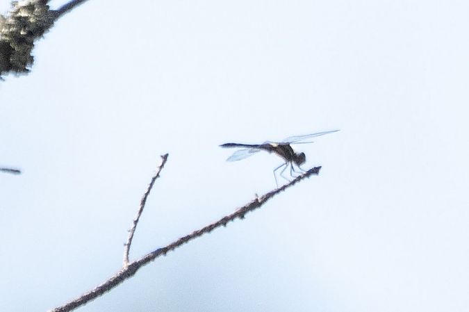 szablak czarny  - Katarzyna Matusik