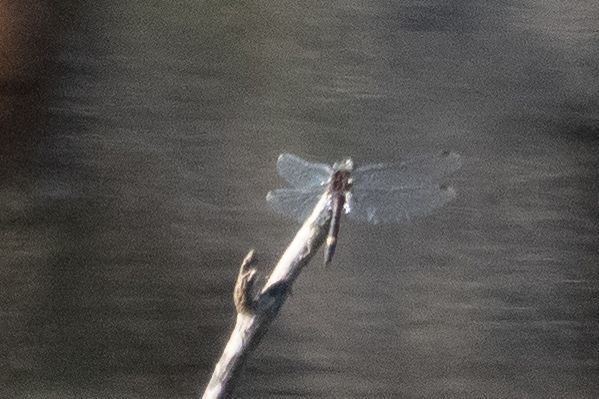 Leucorrhine à gros thorax  - Katarzyna Matusik