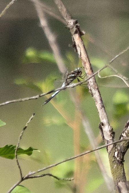 lecicha białoznaczna  - Katarzyna Matusik