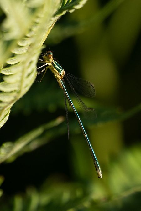 pałątka mała  - Katarzyna Matusik