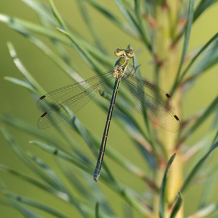 pałątka mała  - Katarzyna Matusik