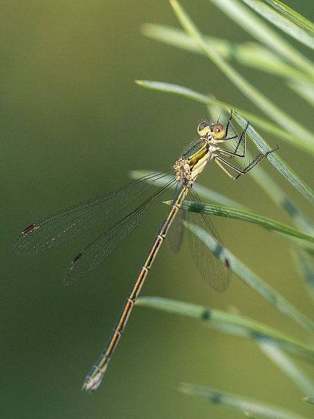 Leste verdoyant  - Katarzyna Matusik