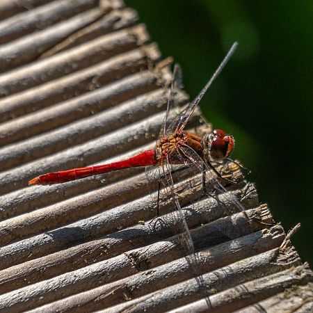 Sympétrum sanguin  - Katarzyna Matusik