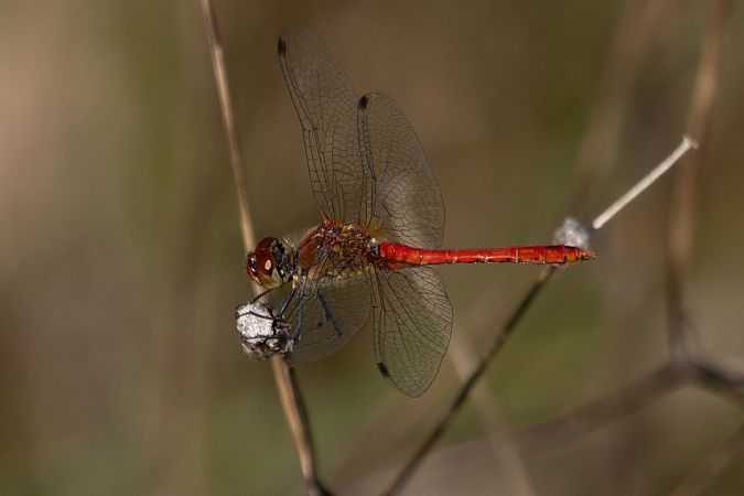 szablak krwisty  - Katarzyna Matusik