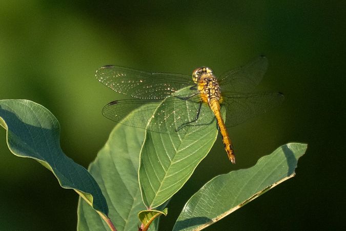 szablak krwisty  - Katarzyna Matusik