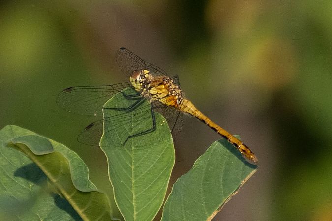 Sympétrum sanguin  - Katarzyna Matusik