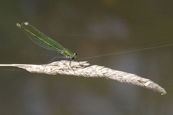 Banded Demoiselle  - Katarzyna Matusik