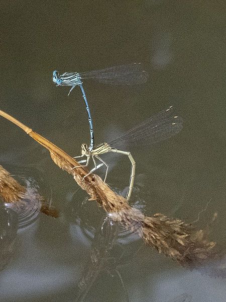 Blue Featherleg  - Katarzyna Matusik