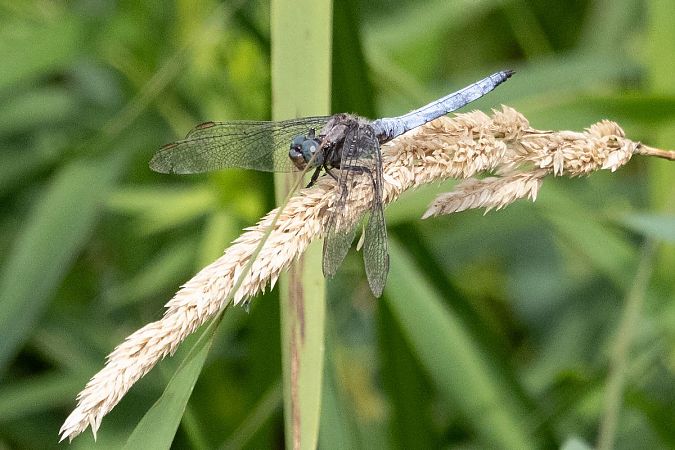 lecicha mała  - Katarzyna Matusik